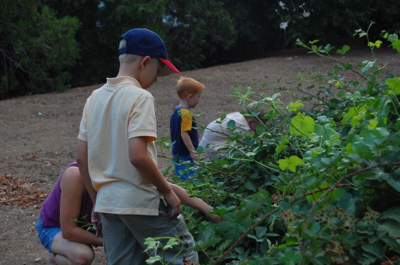 blackberry picking