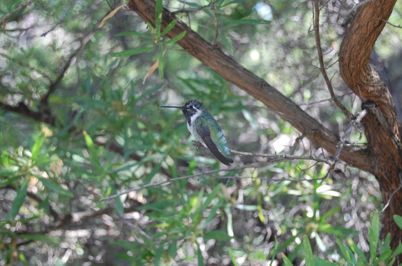 Desert Museum 041