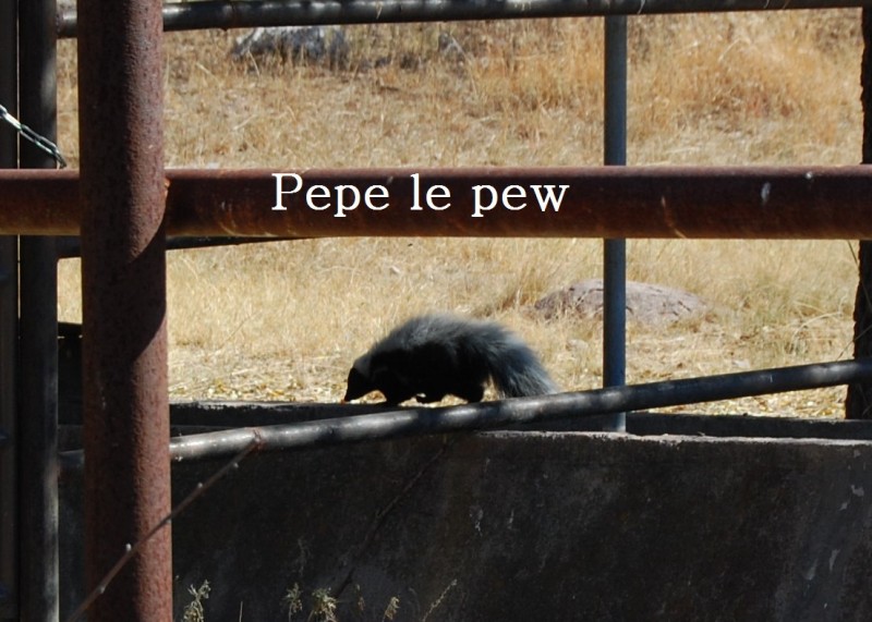 Pepe le pew